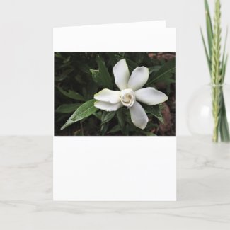 Gardenia, card