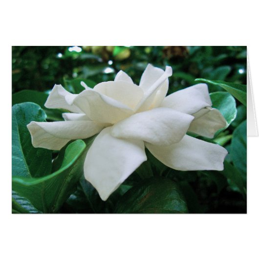 Gardenia Cards (Front Horizontal)
