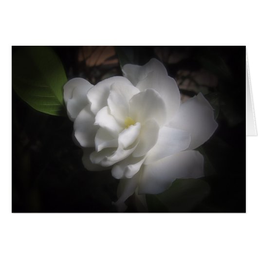 Gardenia Cards (Front Horizontal)