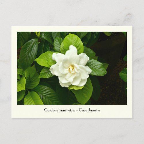 Gardenia Collectible Postcard