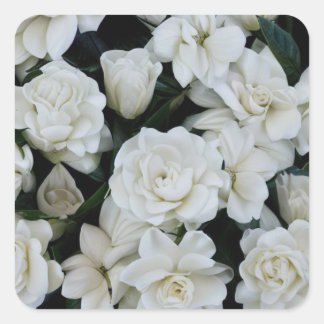Gardenia Flowers Square Sticker