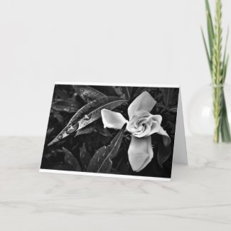 Gardenia - Noir, card