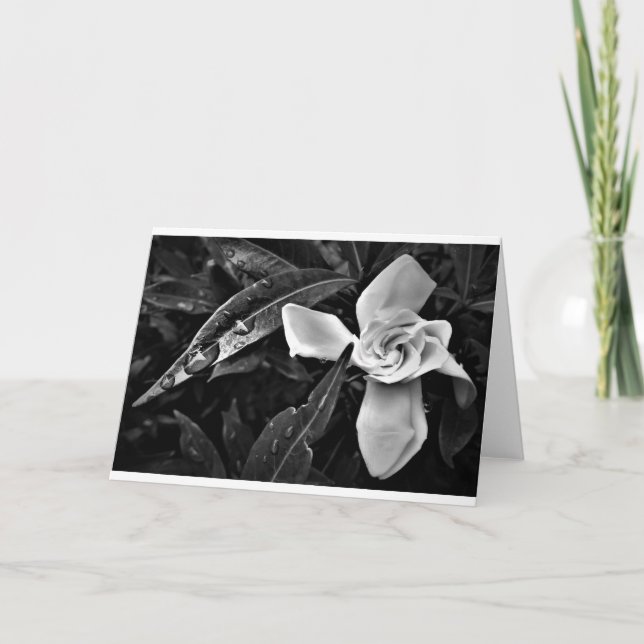 Gardenia - Noir, card (Front)