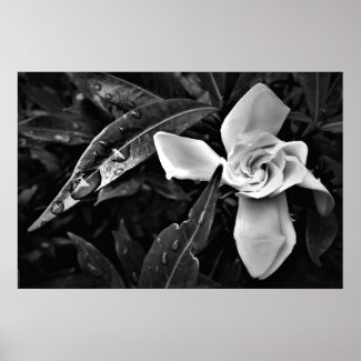 Gardenia - Noir, Poster