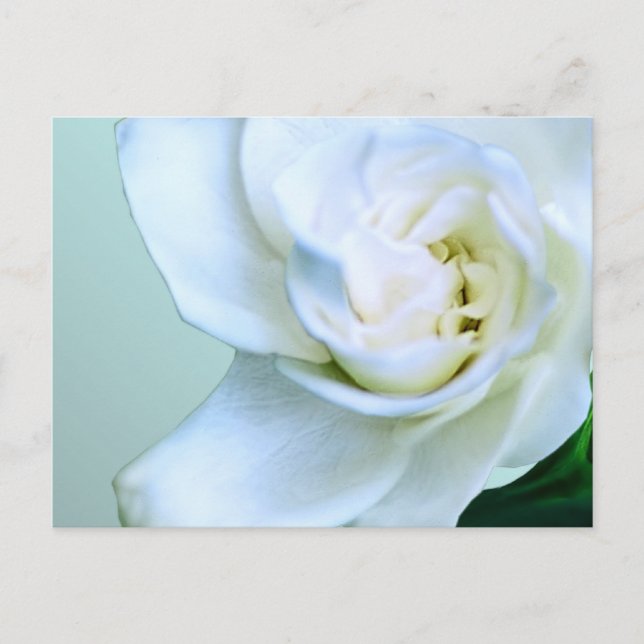 Gardenia Postcard (Front)