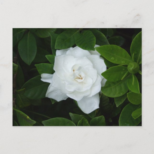 Gardenia Postcard (Front)