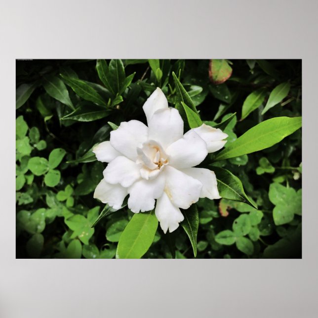 Gardenia, Poster (Front)