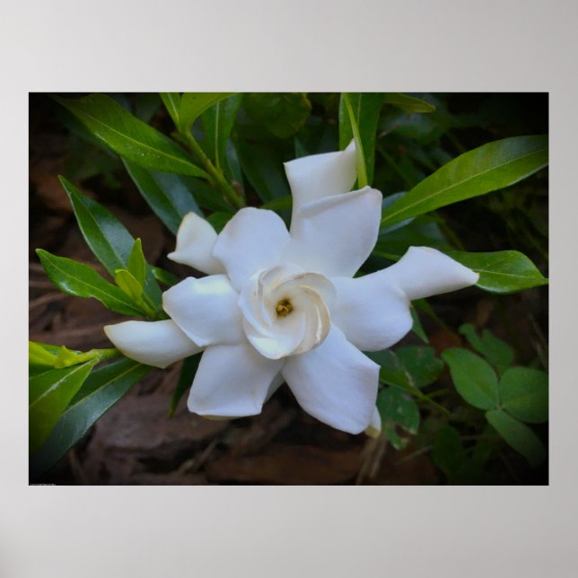 Gardenia, Poster (Front)
