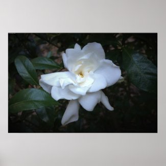 Gardenia, Poster