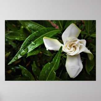Gardenia, Poster