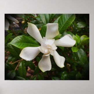 Gardenia, Poster