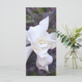 Gardenia tints (Standing Front)