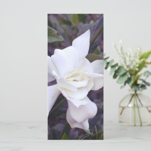 Gardenia tints (Standing Front)