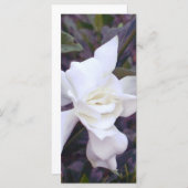 Gardenia tints (Front/Back)