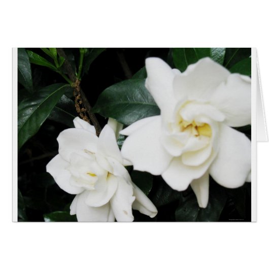 Gardenias Cards (Front Horizontal)