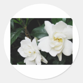 Gardenias Classic Round Sticker