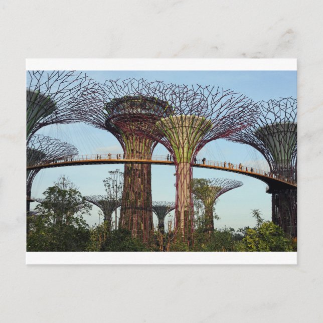 Gardens by the Bay Singapore Supertree Grove Postcard (Front)