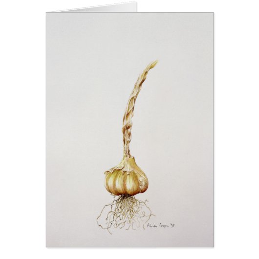 garlic 1998 cards (Front)