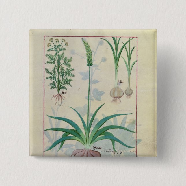 Garlic and other plants pinback button (Front)