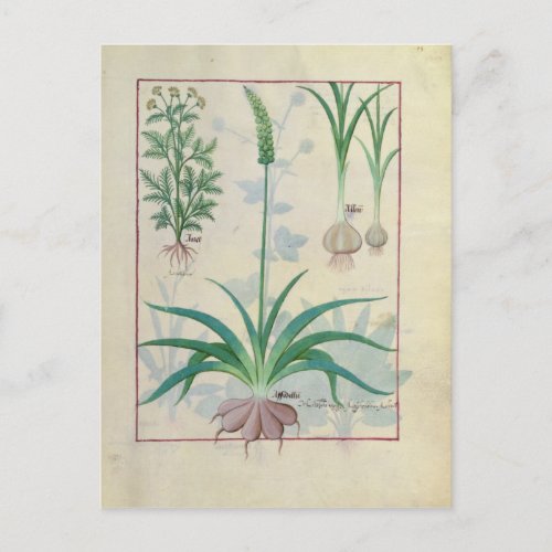 Garlic and other plants postcard