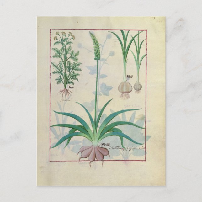 Garlic and other plants postcard (Front)
