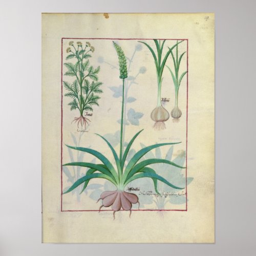 Garlic and other plants poster