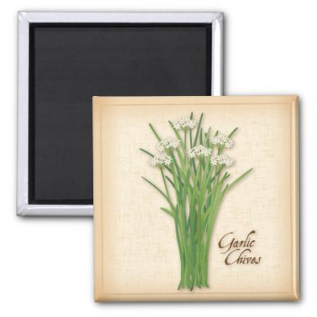 Garlic Chives Herb Magnet by pomegranate_gallery at Zazzle
