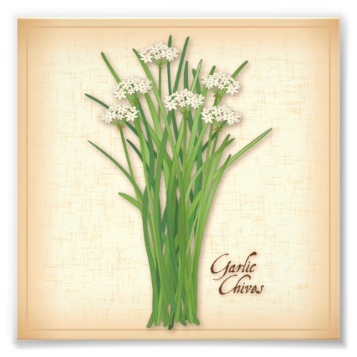Garlic Chives Herb Photo Print