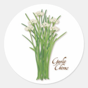 Garlic Chives Herb Round Stickers