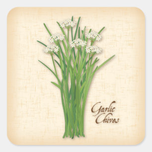 Garlic Chives Herb Square Sticker