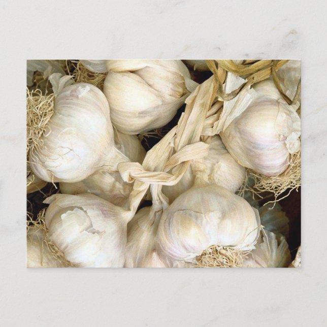 Garlic Postcard (Front)