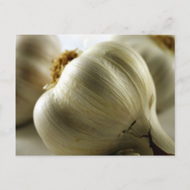 Garlic Postcard (Front)