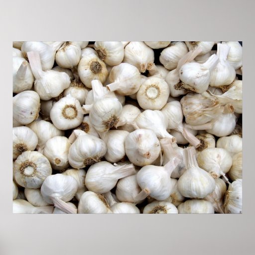 Garlic Poster | Zazzle