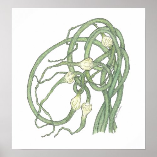 Garlic Scapes Allium sativa Poster