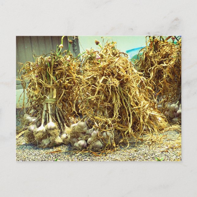 Garlic, Waegwan Southkorea Postcard (Front)