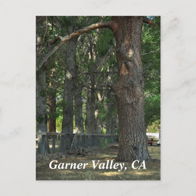 Garner Valley, CA Postcard (Front)
