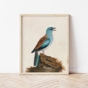 Garrulous Roller William Lewin Poster