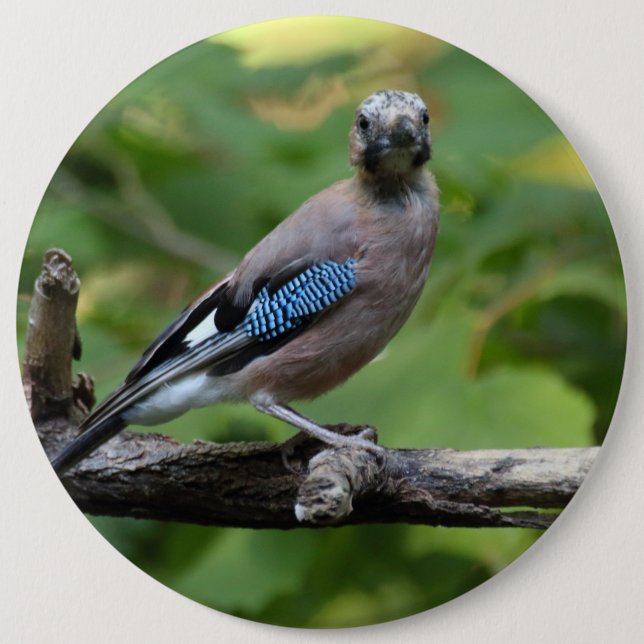 Garrulus glandarius - Eichelhäher Button (Front)