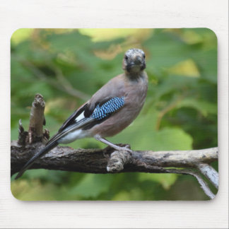 Garrulus glandarius - Eichelhäher Mouse Pad