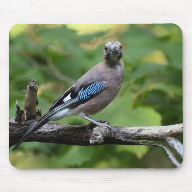 Garrulus glandarius - Eichelhäher Mouse Pad (Front)