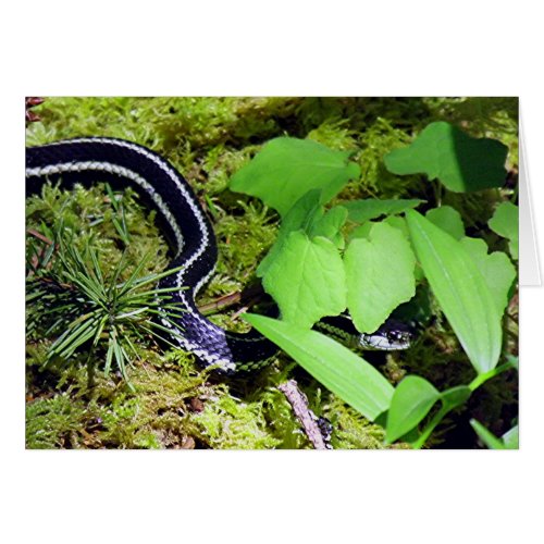 Garter Snake