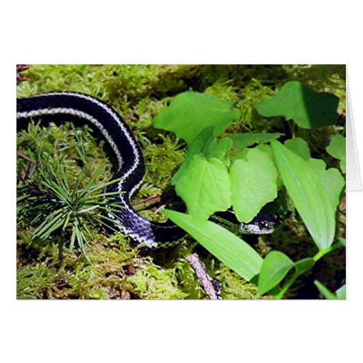 Garter Snake (Front Horizontal)