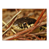 Garter Snake (Front Horizontal)