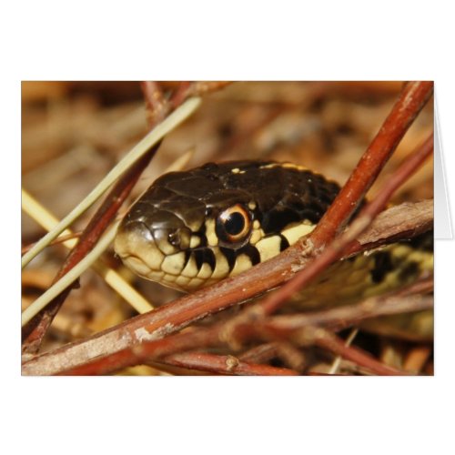 Garter Snake