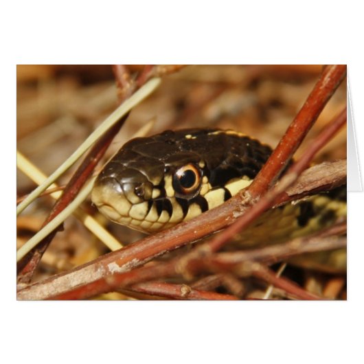 Garter Snake Cards (Front Horizontal)