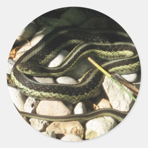 Garter Snake Classic Round Sticker
