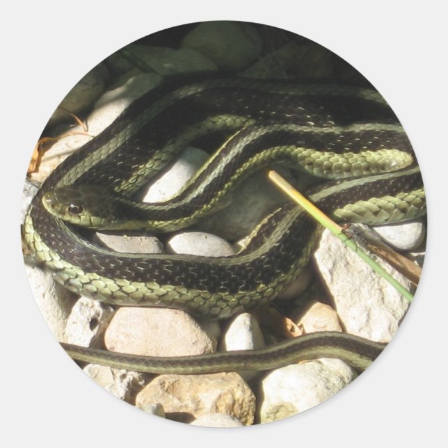 Garter Snake Classic Round Sticker (Front)