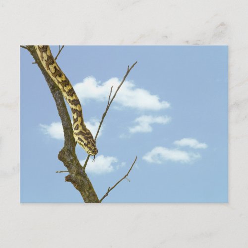 Garter Snake on a Limb against a Blue Sky Postcard