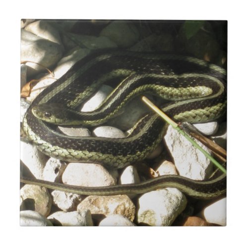 Garter Snake on Rocks Ceramic Tile