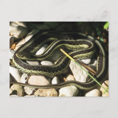 Garter Snake on Rocks Postcard